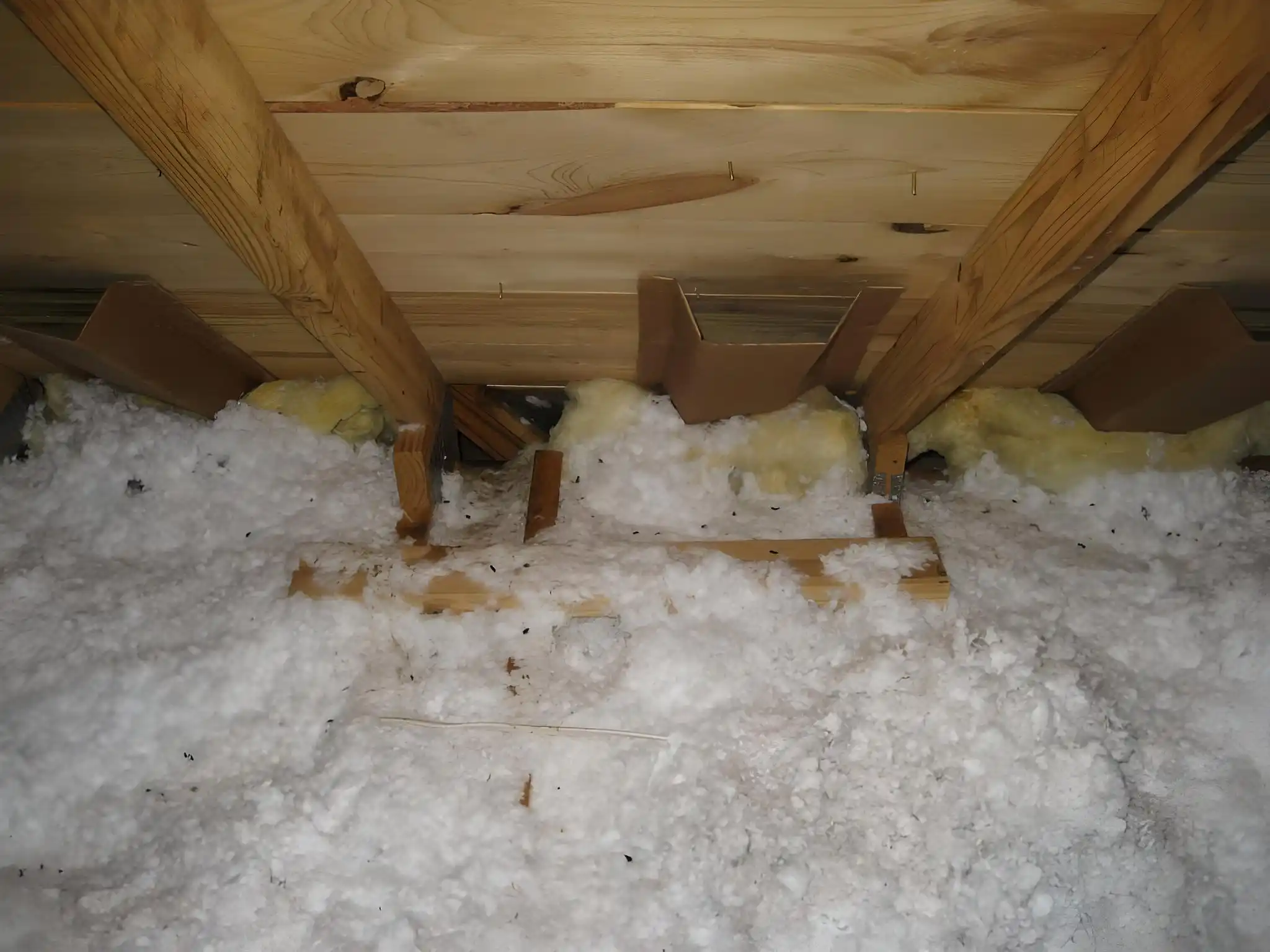 Wildlife removal in Hartselle, AL