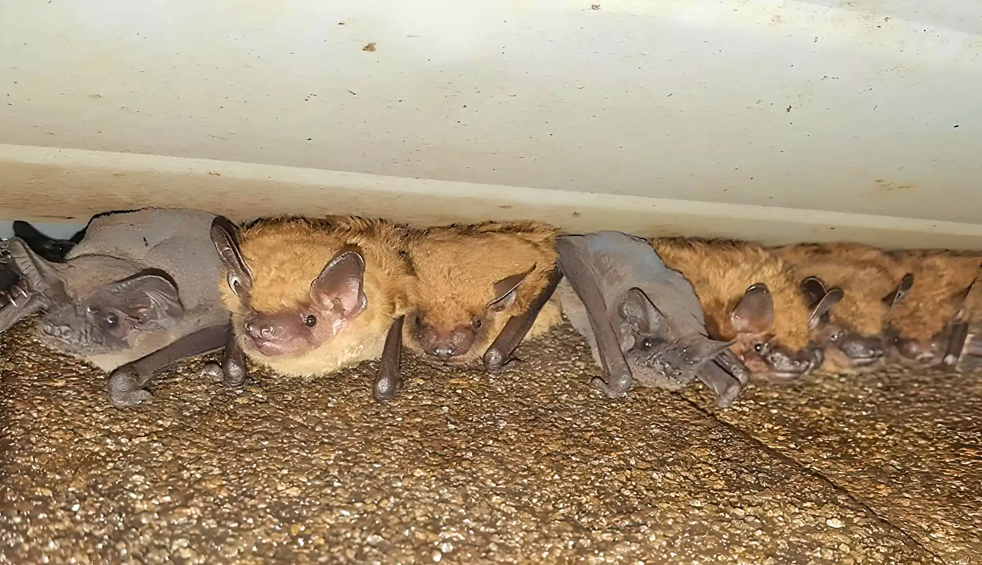 Wildlife removal in Boaz, AL