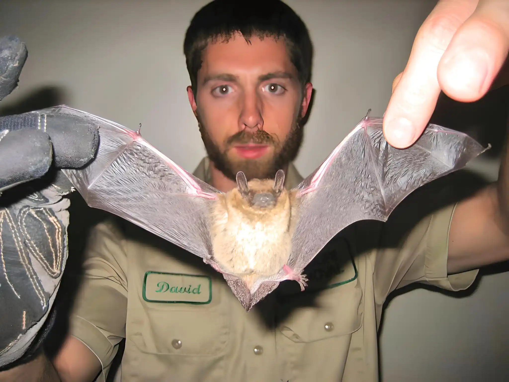 Bat Removal in North Alabama