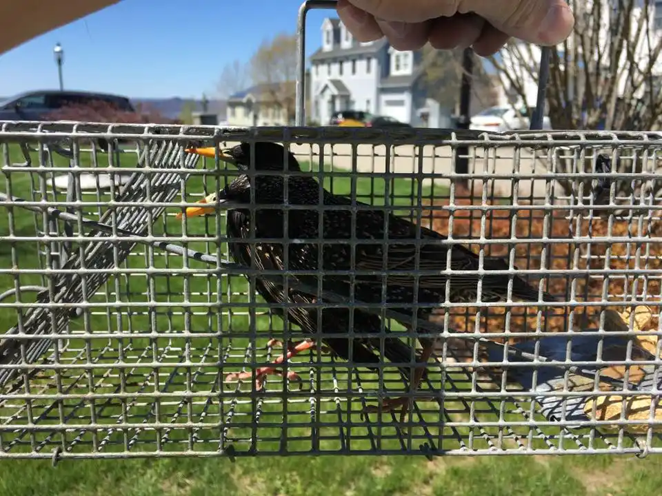 Bird Control in North Alabama