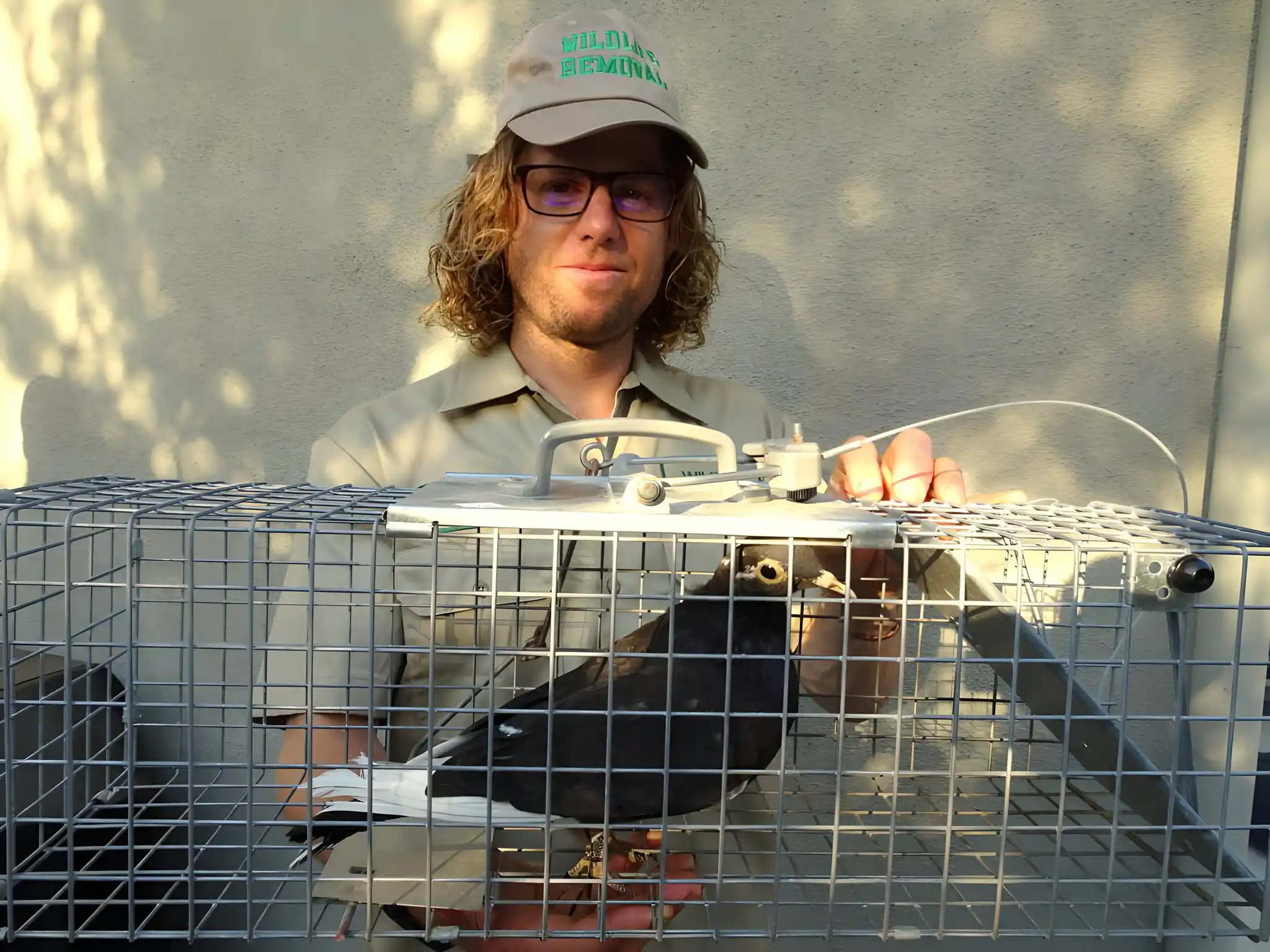 Wildlife removal in Albertville, AL
