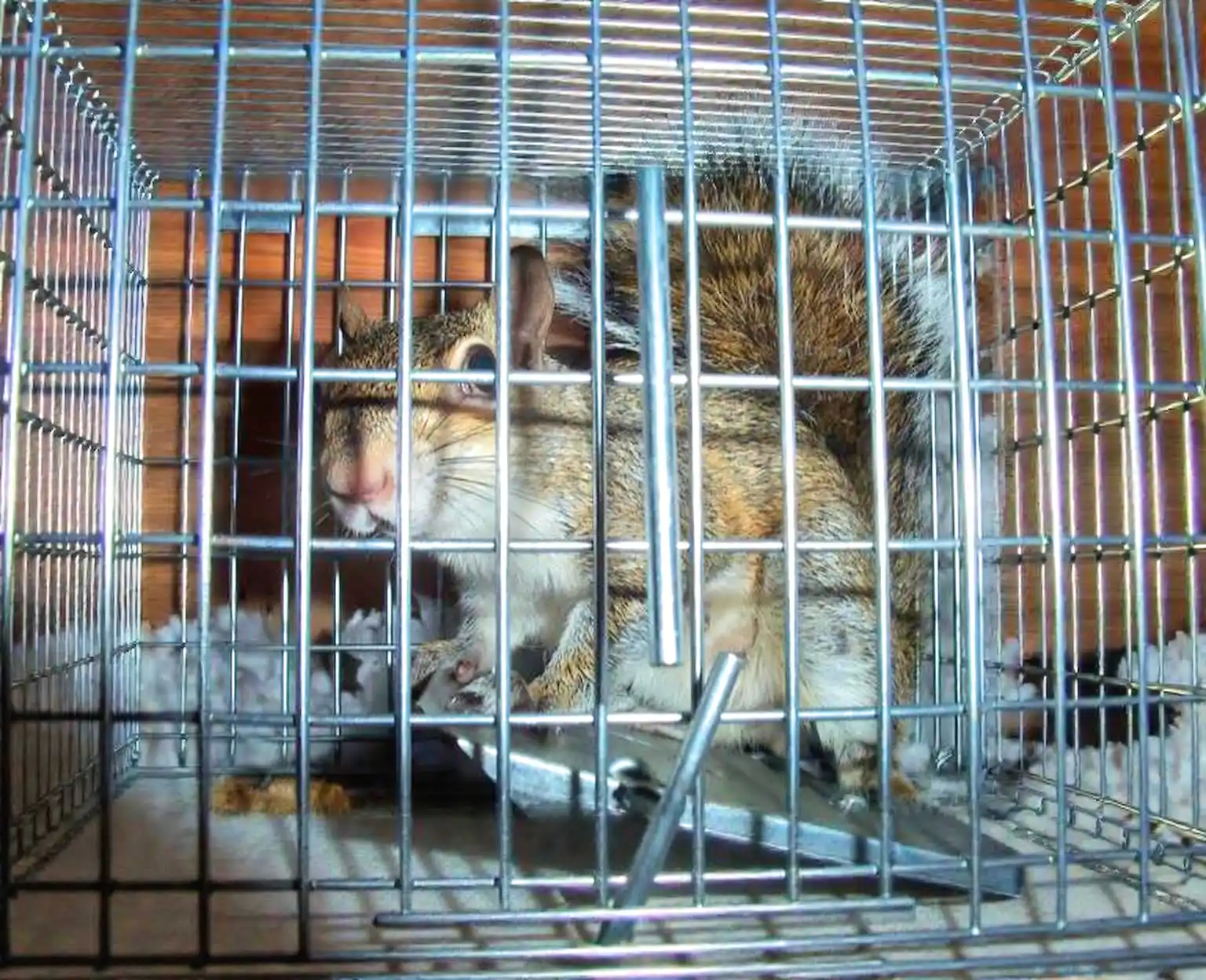 Wildlife removal in Hanceville, AL
