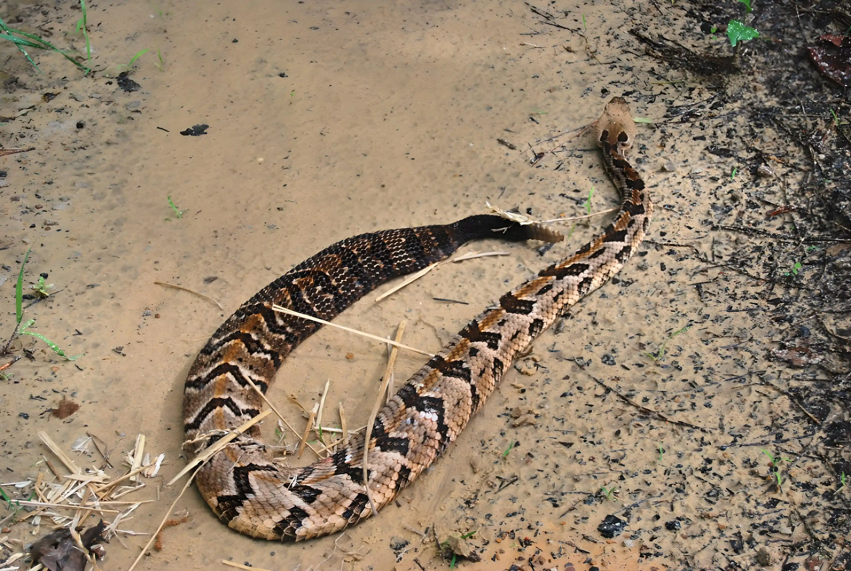 Wildlife technician on the job in North Alabama