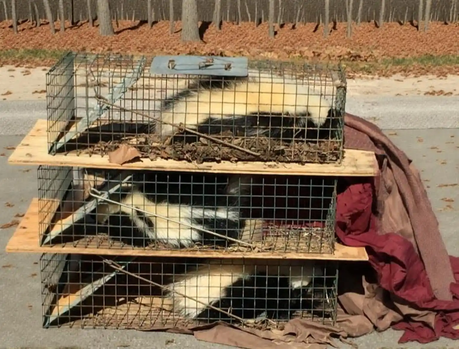 Wildlife removal in Huntsville, AL