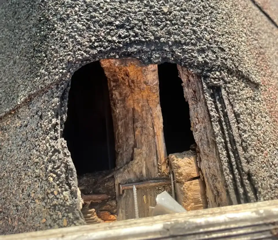 Wildlife removal in Arab, AL
