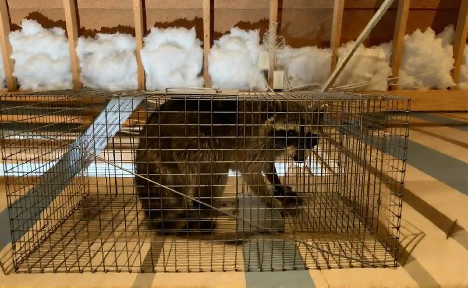 Wildlife removal in Owens Cross Roads, AL