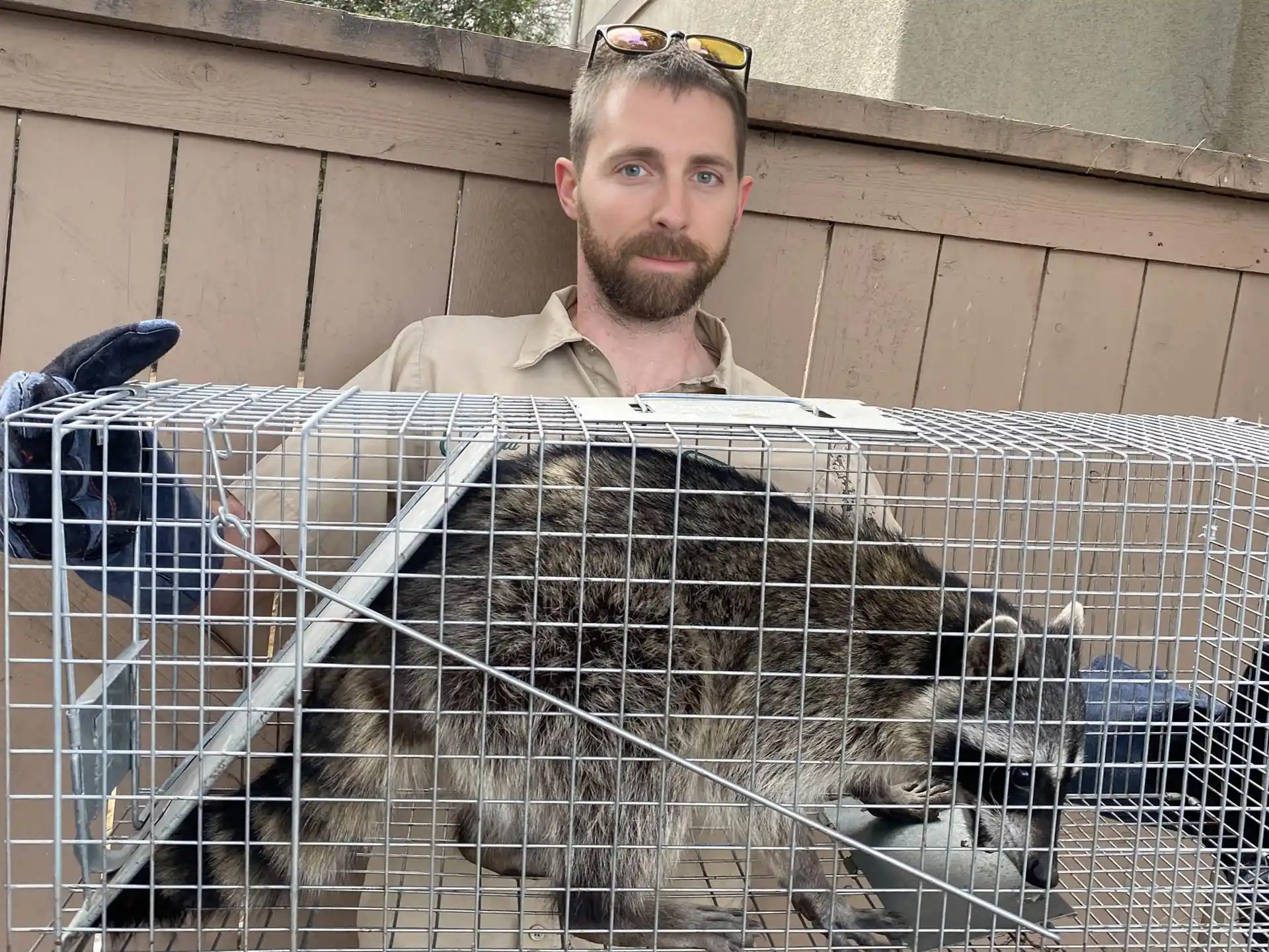 Raccoon Removal in North Alabama