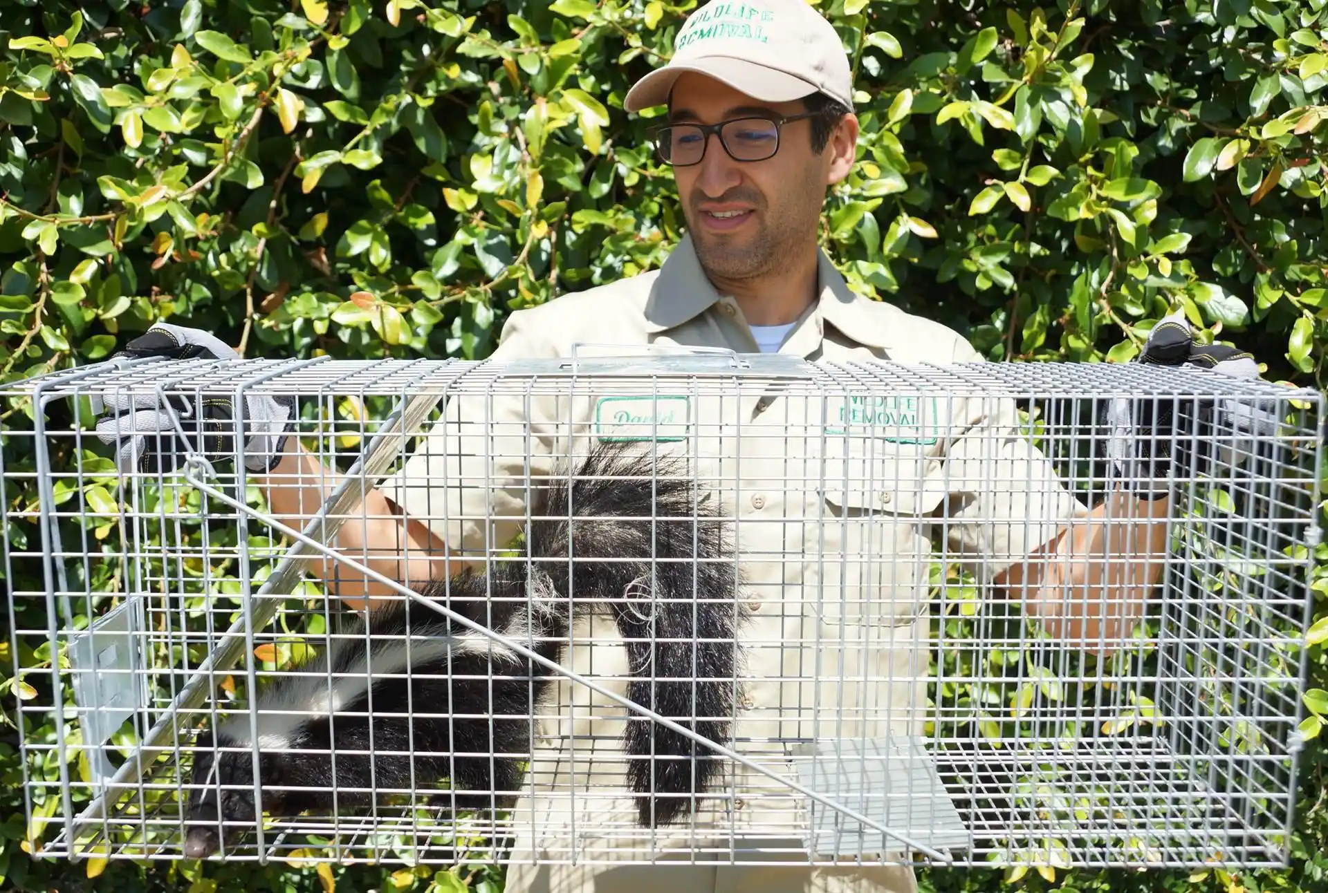 Skunk Removal in North Alabama