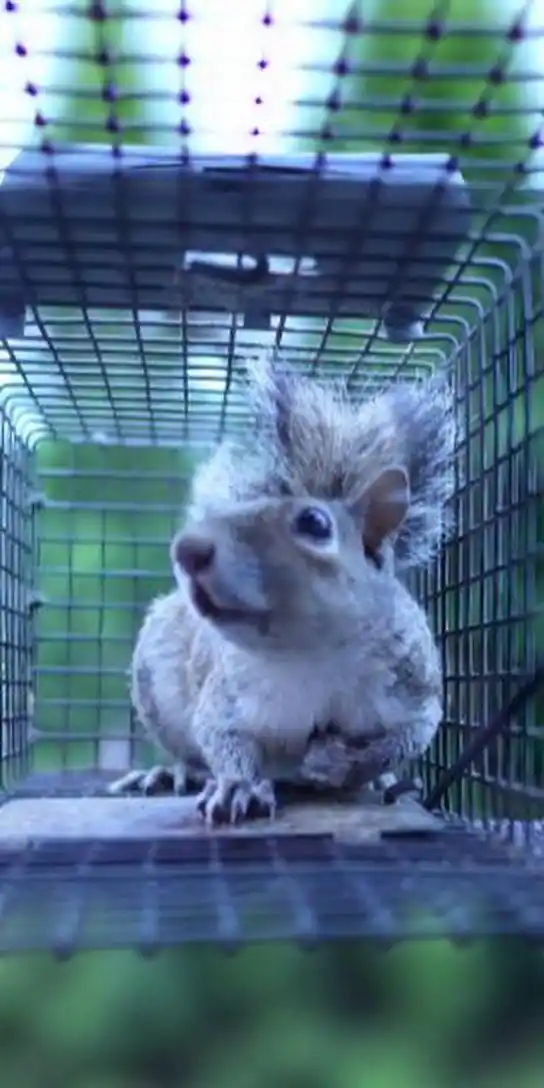 Squirrel Removal in North Alabama