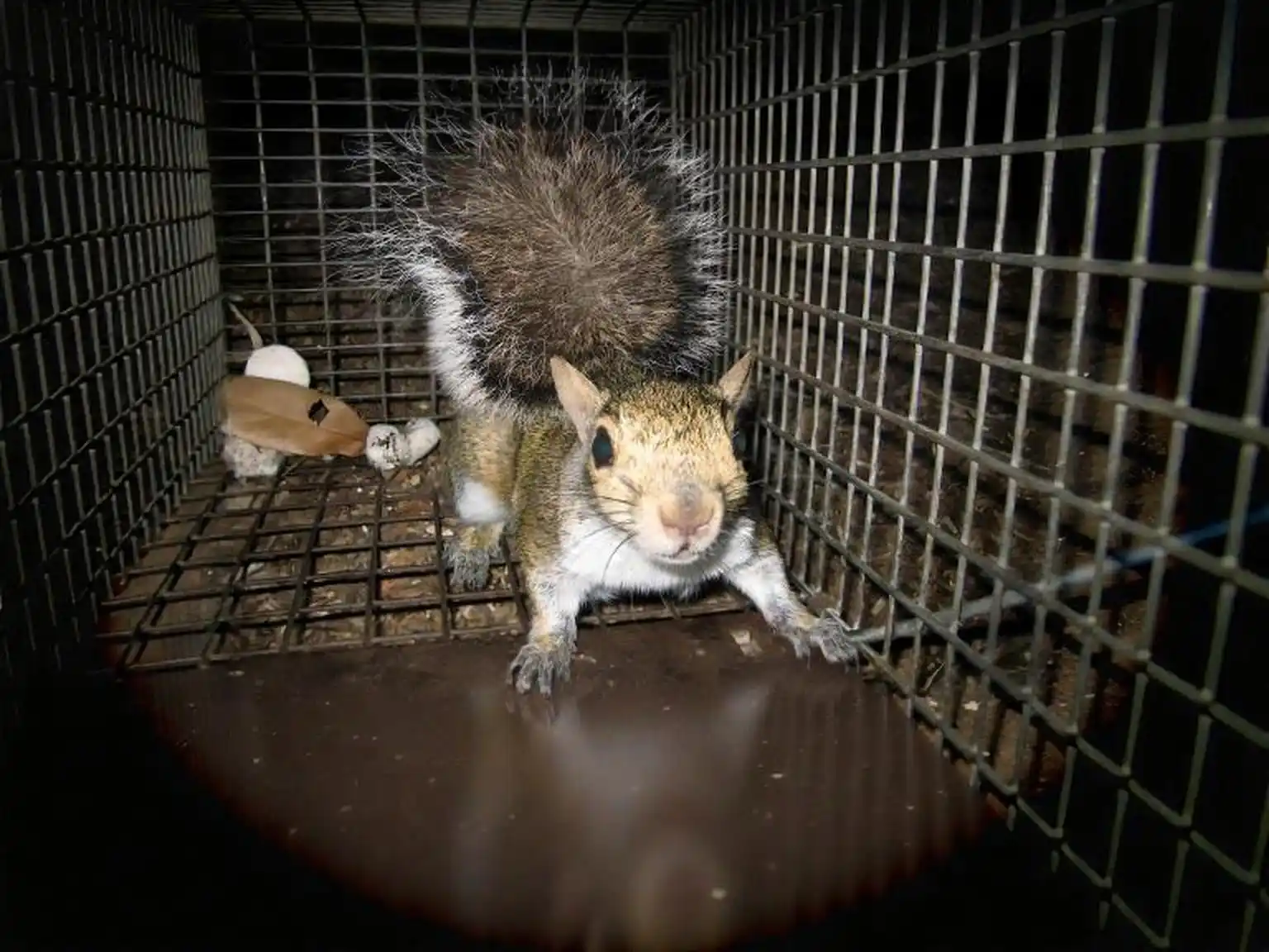 Wildlife removal in Athens, AL